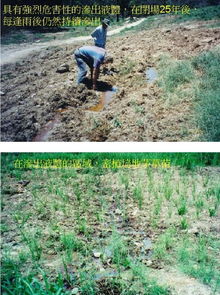 植物與土壤的共生修復與Seea Lesson2的啟發